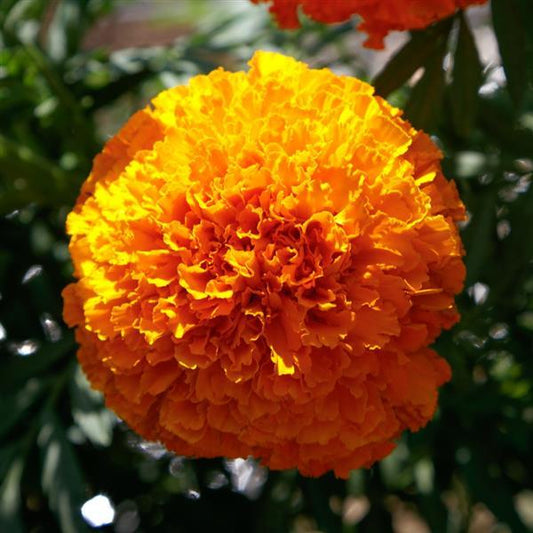 MARIGOLD - COCO DEEP ORANGE