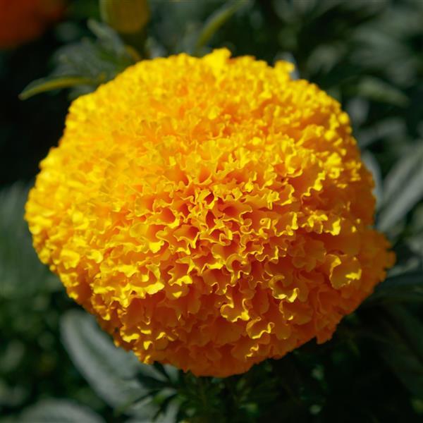 MARIGOLD - COCO GOLD