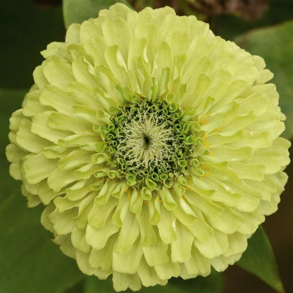 ZINNIA - QUEEN LIME