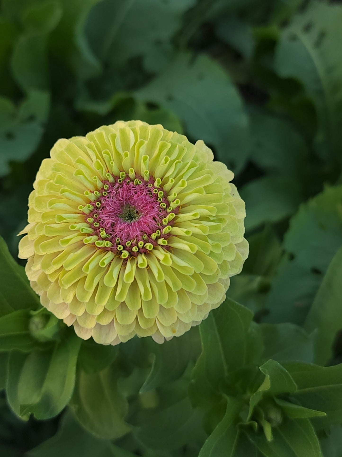 ZINNIA - QUEEN LIME BLOTCH