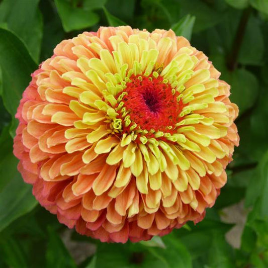 ZINNIA - QUEEN LIME ORANGE