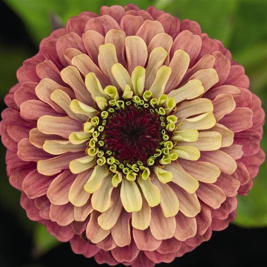 ZINNIA - QUEEN LIME RED