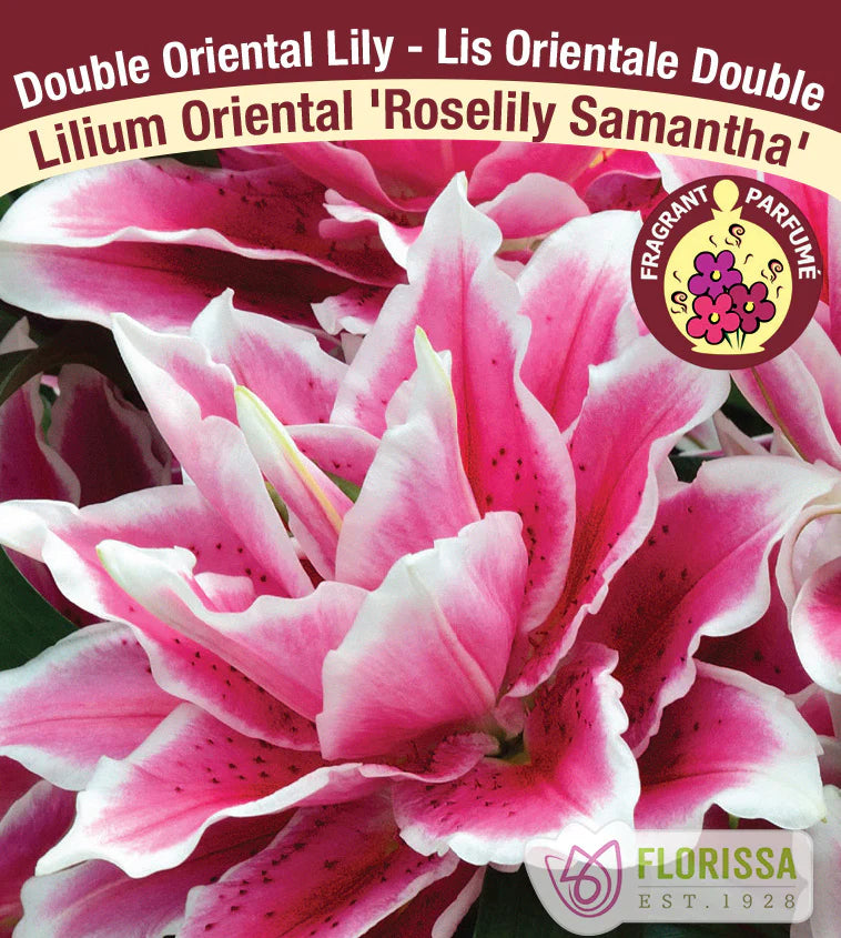 ROSELILY - SAMANTHA