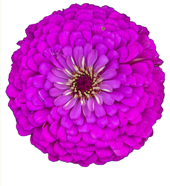 ZINNIA - BENARY LILAC