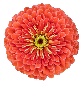 ZINNIA - BENARY SALMON ROSE