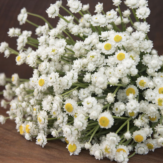 WINGED EVERLASTING - AMMOBIUM