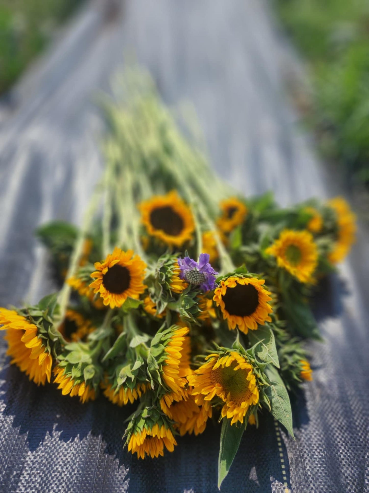 SUNFLOWER SUBSCRIPTION - LETHBRIDGE